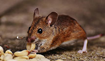 24 Hour & Emergency Exterminators in St Peters, PA